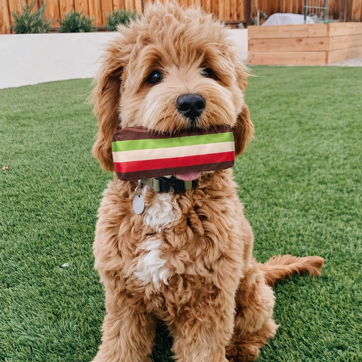 Rainbow Cookie Dog Toy